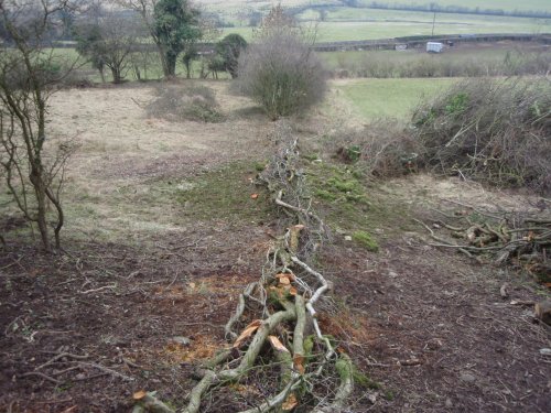 First hedge being laid
